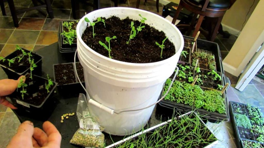 Seed Starting Peas Indoors and Container Planting: The Rusted Garden 2013