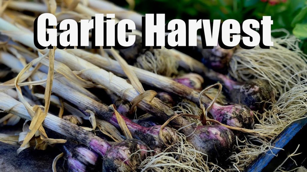 How to Harvest Garlic