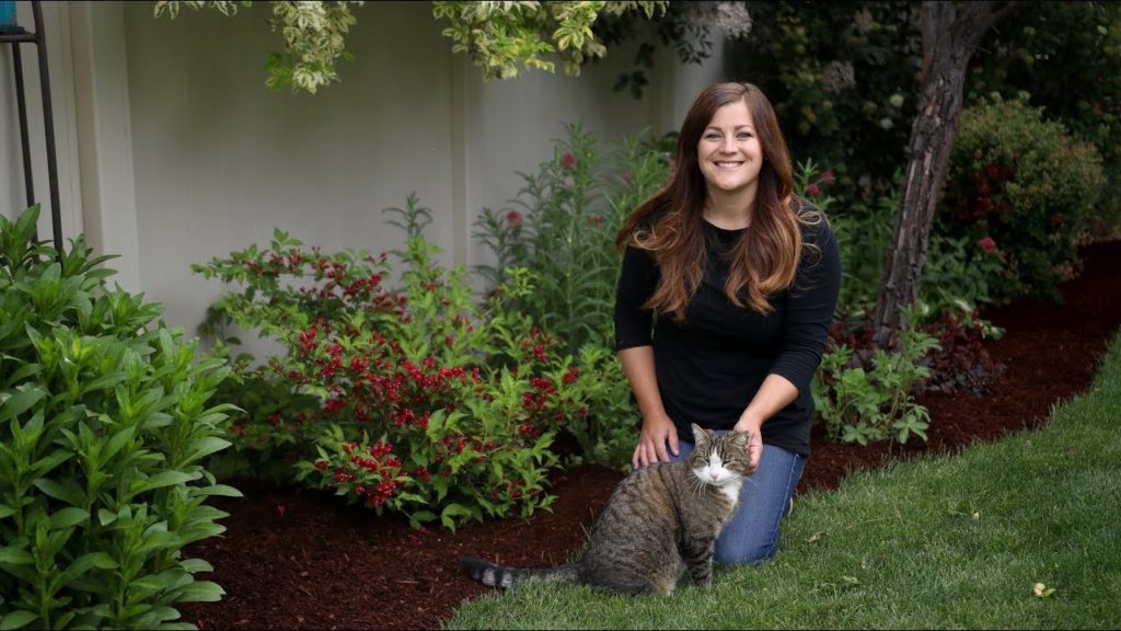 Garden Answer: Sonic Bloom Red Weigela Update 🌿 // Garden Answer Sonic Bloom Red Weigela Update 🌿 // Garden Answer