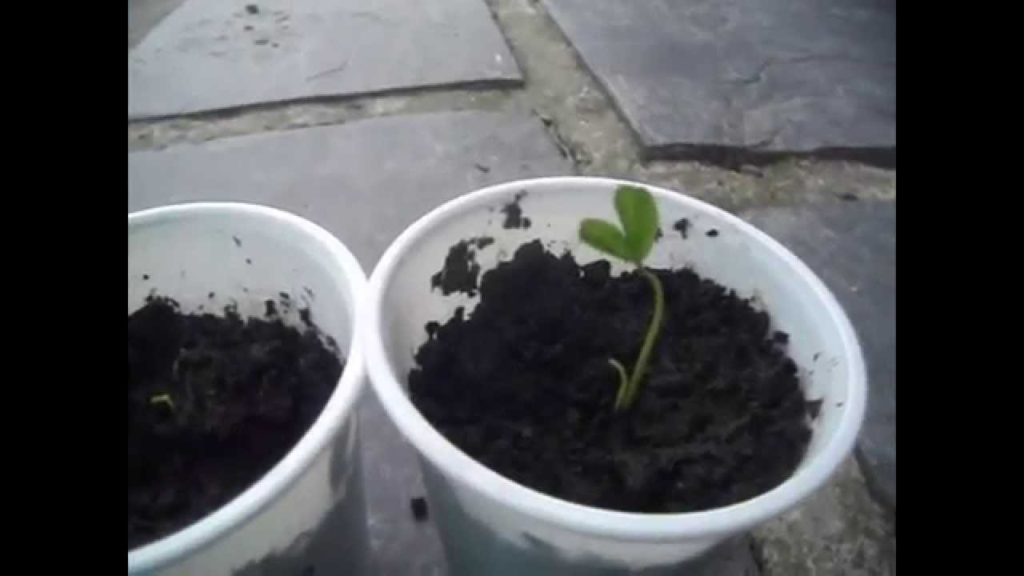 My first Citrus seedlings