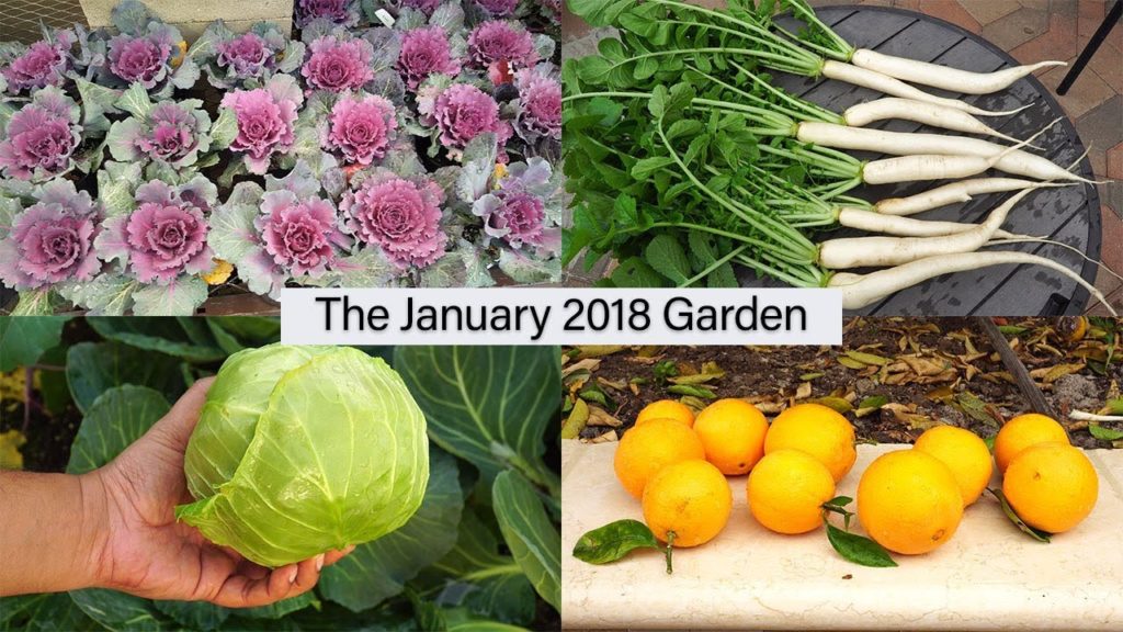 California Gardening: Monthly Garden Series – January 2018 Garden – Harvests, Tour & More! Monthly Garden Series - January 2018 Garden - Harvests, Tour & More!