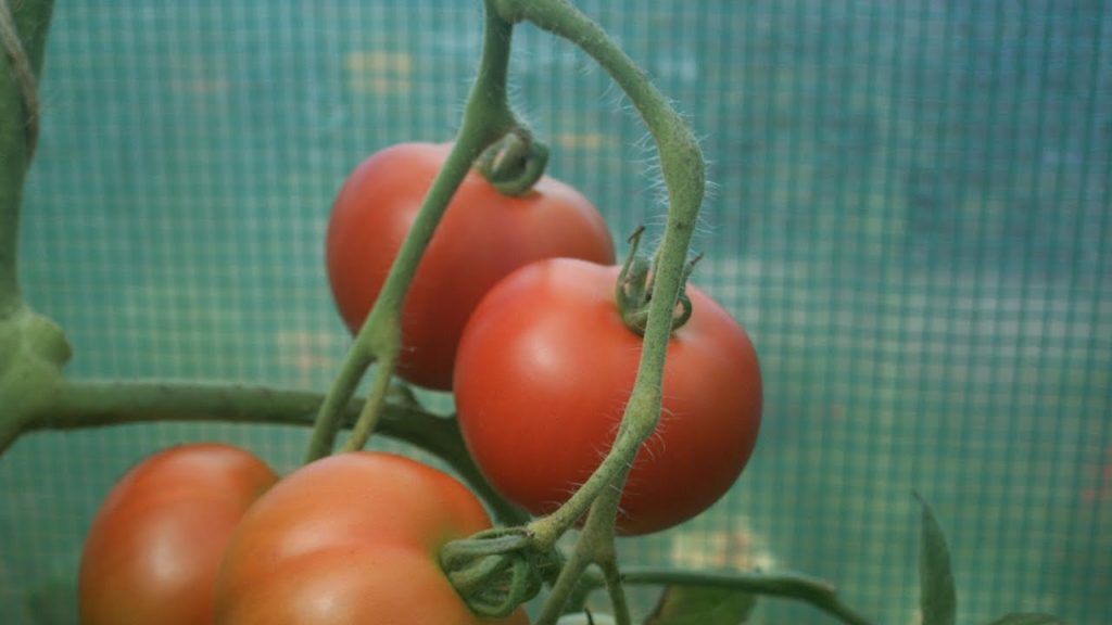 Huw Richards: Tomatoes Ripening in 1 Minute – Time Lapse Tomatoes Ripening in 1 Minute - Time Lapse