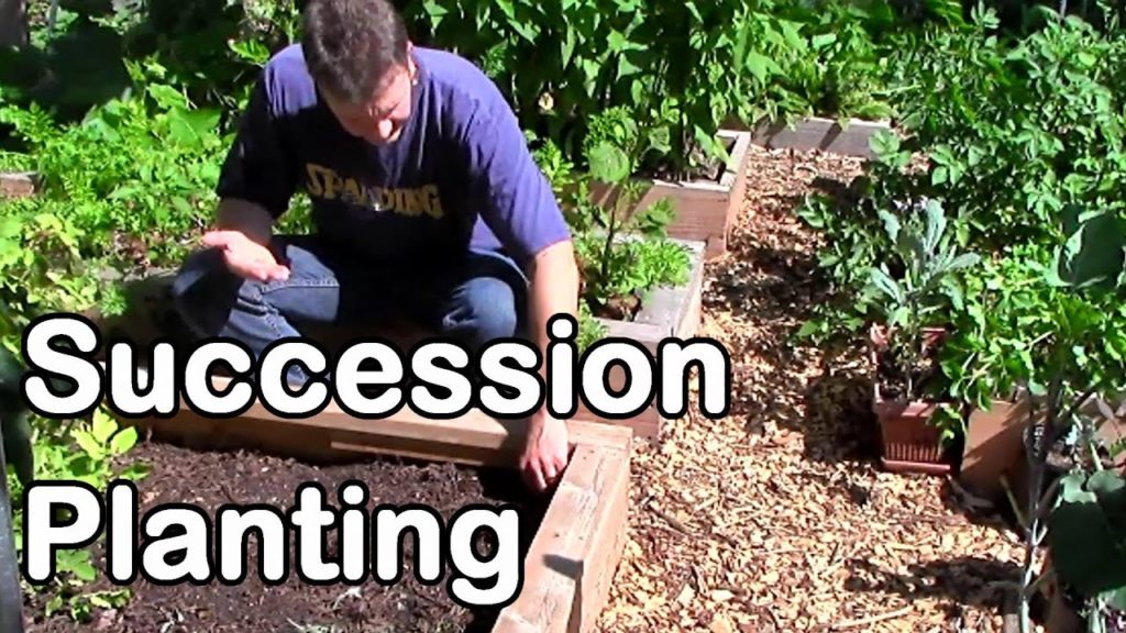 One Yard Revolution: Succession Planting for a Continuous Harvest into the Fall and Winter Succession Planting for a Continuous Harvest into the Fall and Winter