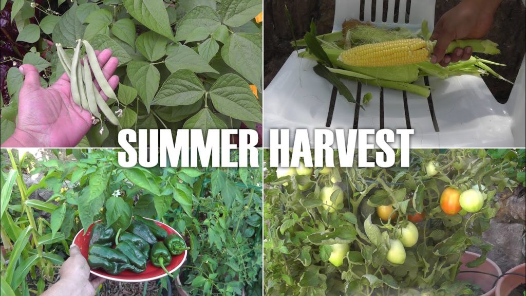 Organic Garden Summer Harvest - Beans, Peppers, Corn, Tomatoes & Zucchini