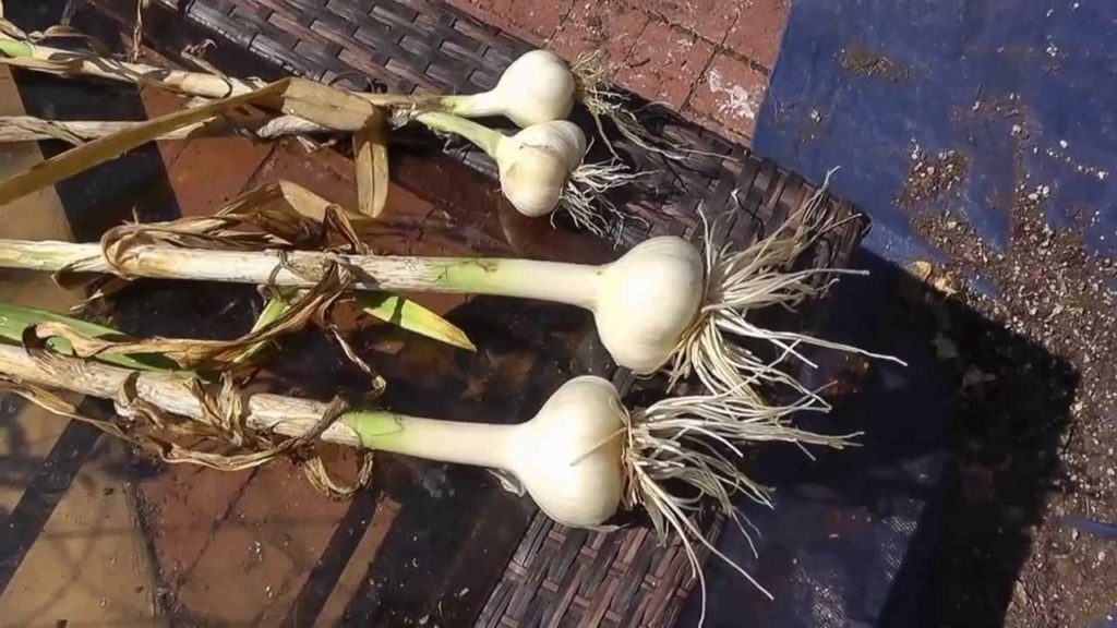California Gardening: How to harvest, cure & store Elephant Garlic – Tutorial How to harvest, cure & store Elephant Garlic - Tutorial