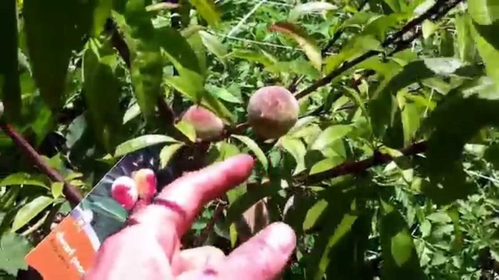 Food Forest, The Importance of Balance