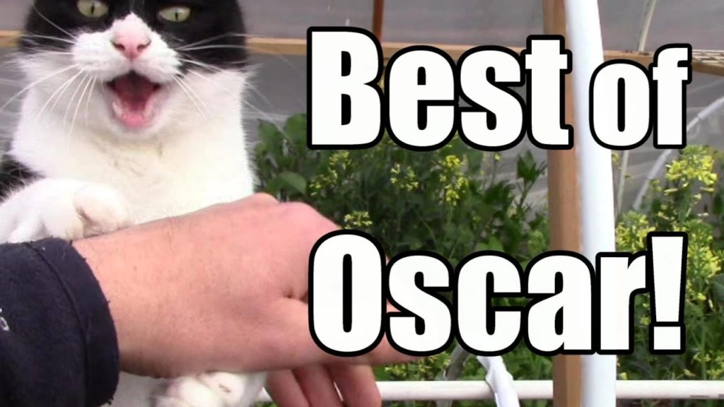 The Best of Oscar The Garden Cat (so far) - Cute Cat Video