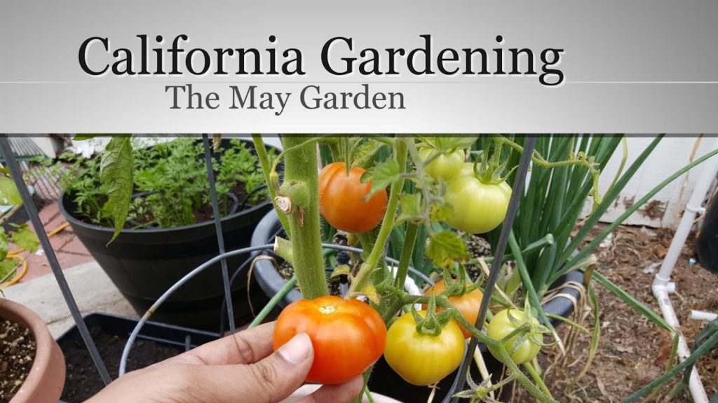 The California Garden In May - First Tomato Harvest! - in 4K
