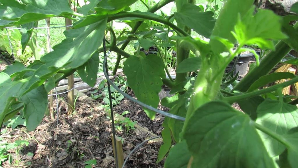 What is Tomato Leaf Spot?: Inspect Your Plants Weekly to Find Leaf Spot & Diseases - TRG 2014