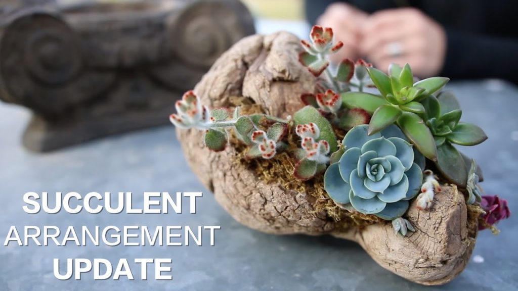 Garden Answer: Driftwood Succulent Arrangement UPDATE! Driftwood Succulent Arrangement UPDATE!