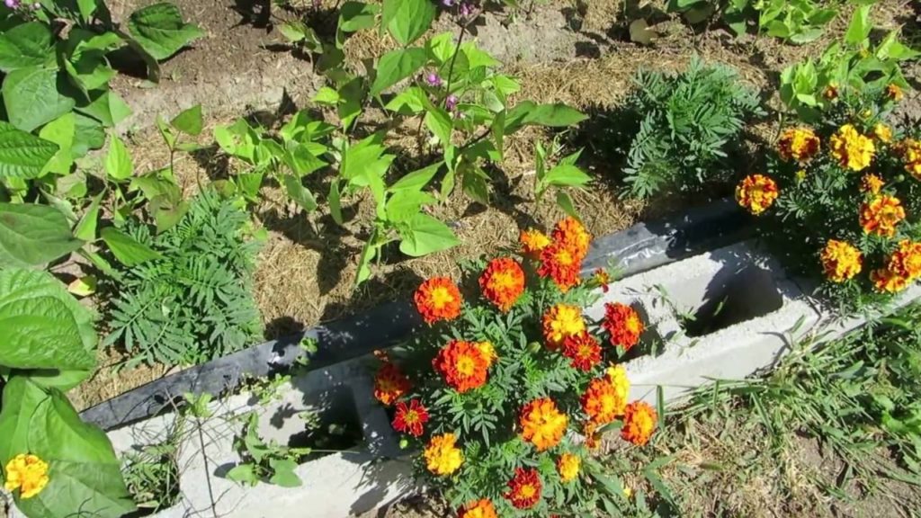 Pros and Cons of Raised Cinder Block Gardens
