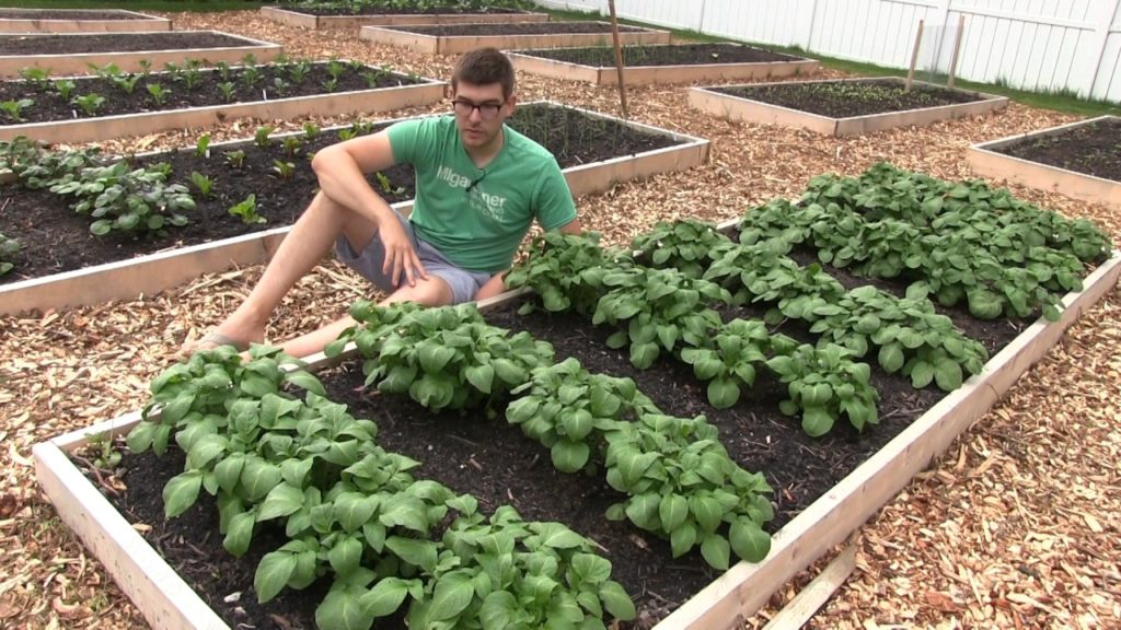 MIgardener: Backyard tour! Come See What Has Been Growing Backyard tour! Come See What Has Been Growing