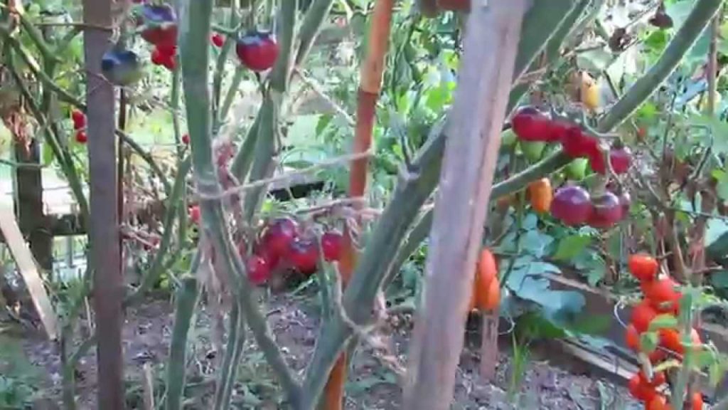Tomato Profile: Indigo Blueberries: Let them Ripen a Bit More - TRG 2104