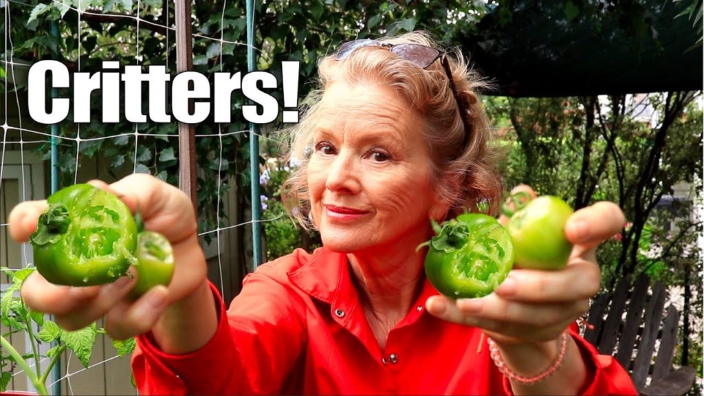 THIS is WHY People Go to the GROCERY STORE | Urban Gardening Challenges