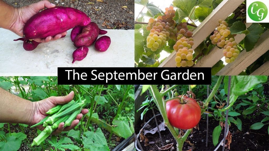 The September Garden - Plenty Of Harvests & Fall Gardening Preps!