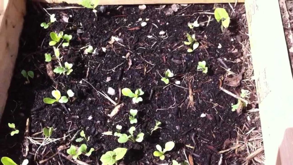 Polyculture garden update, gardening for abundance
