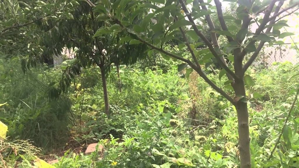 Natural Farming, Beyond Organic Gardening