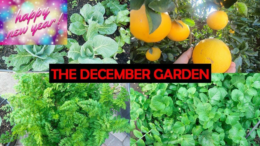 Happy New Year! A Tour Of Our December California Garden! Happy Holidays!