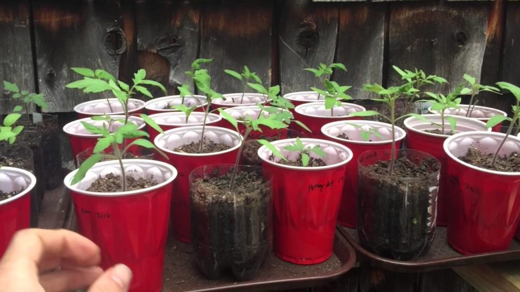 Growing In A Recylcled Window Greenhouse