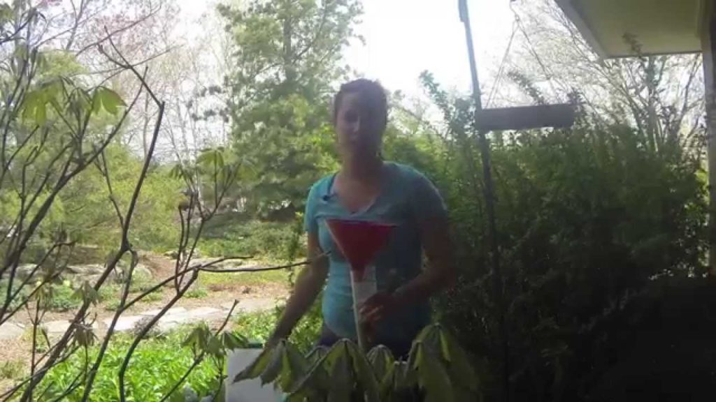 Summer Bird Gardening