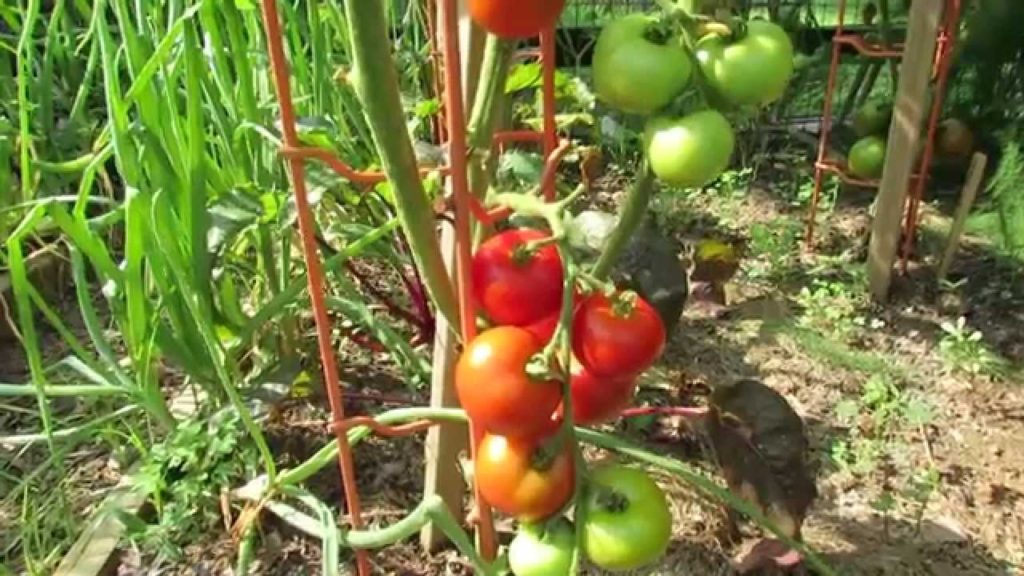Gary Pilarchik: Tomato Profile: Matina – A German Heirloom, Early Indeterminate – TRG 2014 Tomato Profile: Matina - A German Heirloom, Early Indeterminate - TRG 2014