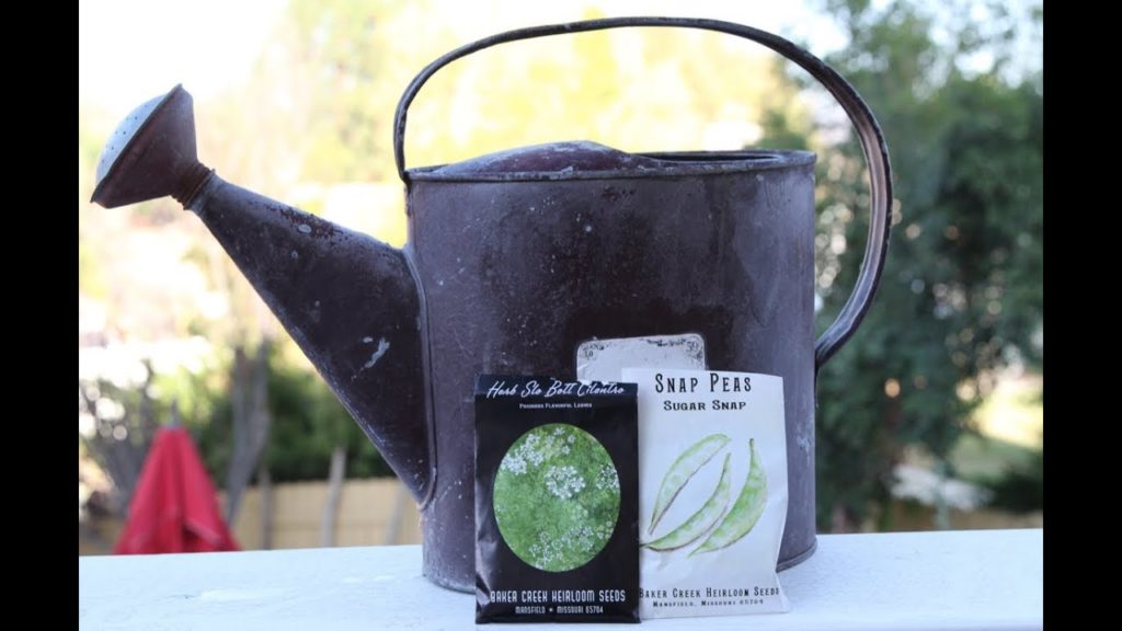 CaliKim: The Next Fall Project: Planting Cilantro & Sugar Snap Peas The Next Fall Project: Planting Cilantro & Sugar Snap Peas