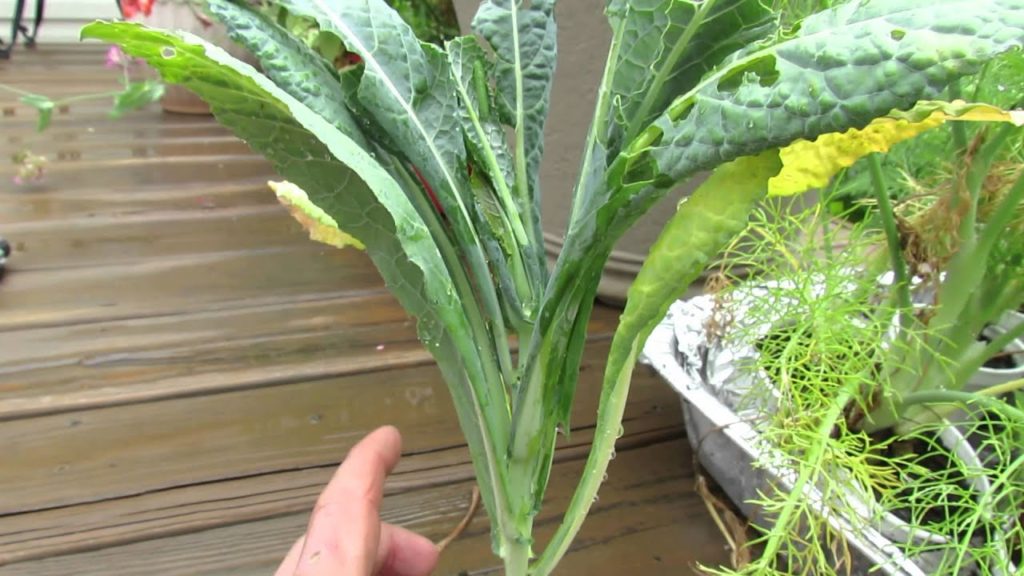 Gary Pilarchik: Identifying Pests on Your Garden Plants: Caterpillar Droppings – The Rusted Garden 2013 Identifying Pests on Your Garden Plants: Caterpillar Droppings - The Rusted Garden 2013