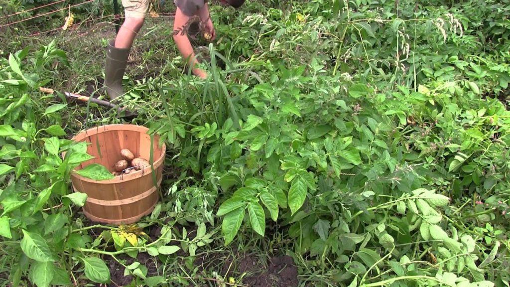 MIgardener: Harvest Time! 1 Potato 2 Potato 3 Potato MORE! Harvest Time! 1 Potato 2 Potato 3 Potato MORE!
