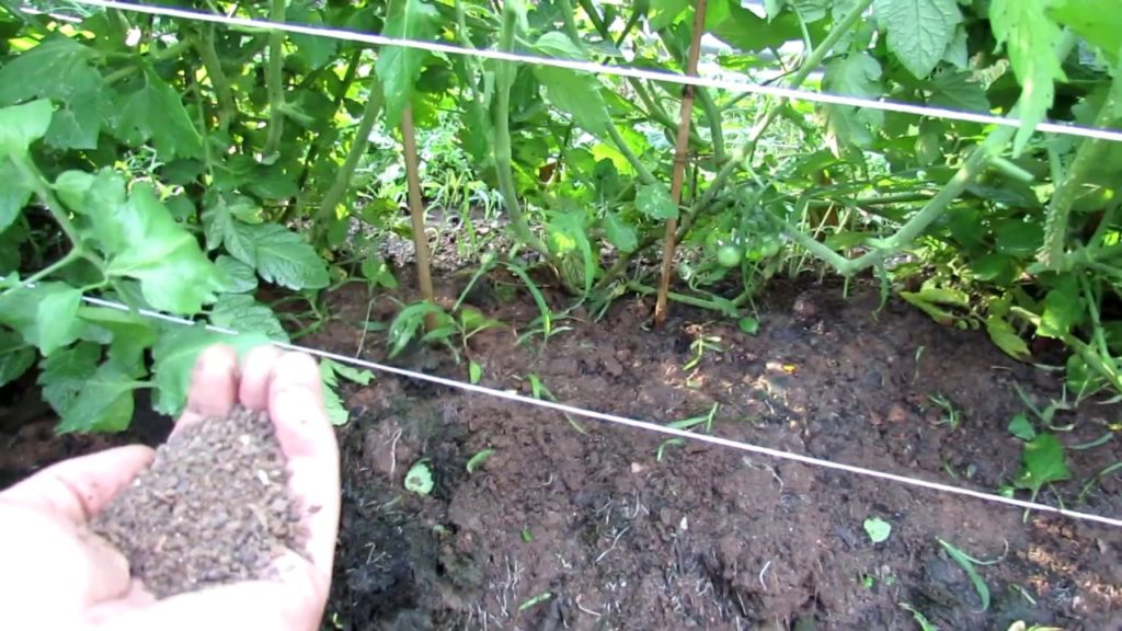 How to Manage Mid Season Tomatoes: Basic Feeding, Pruning, Anti-fungal Spraying & Bumps on the Stem