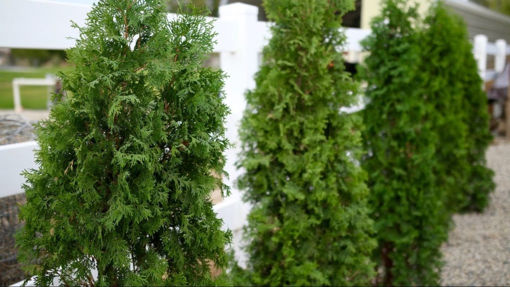 Planting A North Pole Arborvitae Hedge