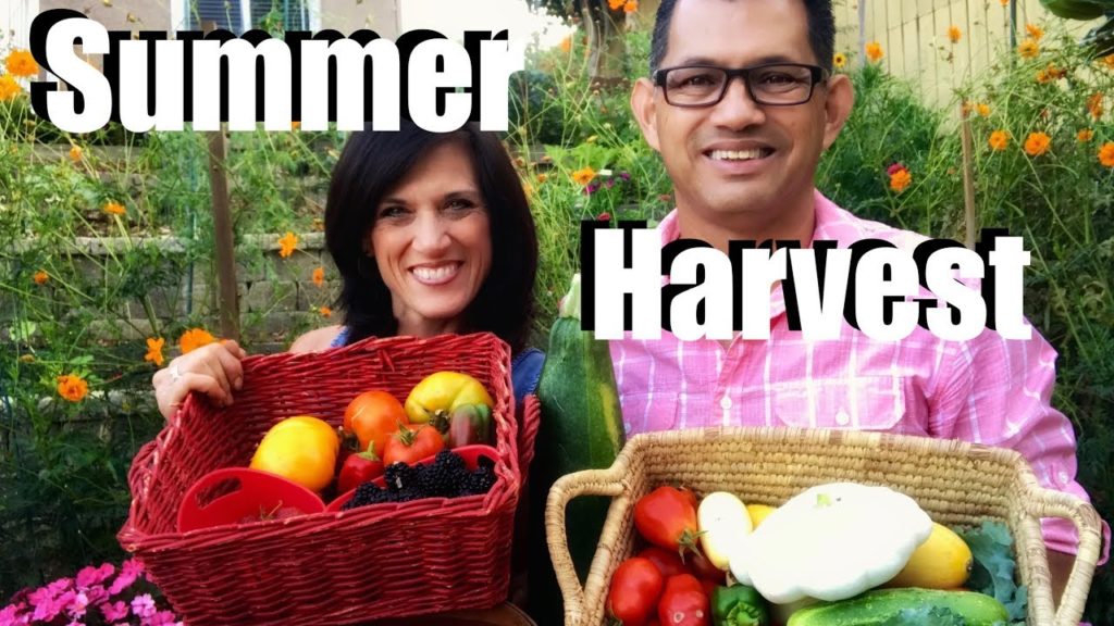 CaliKim: Organic Garden Summer Harvest – Let's Get Dinner! Organic Garden Summer Harvest - Let's Get Dinner!