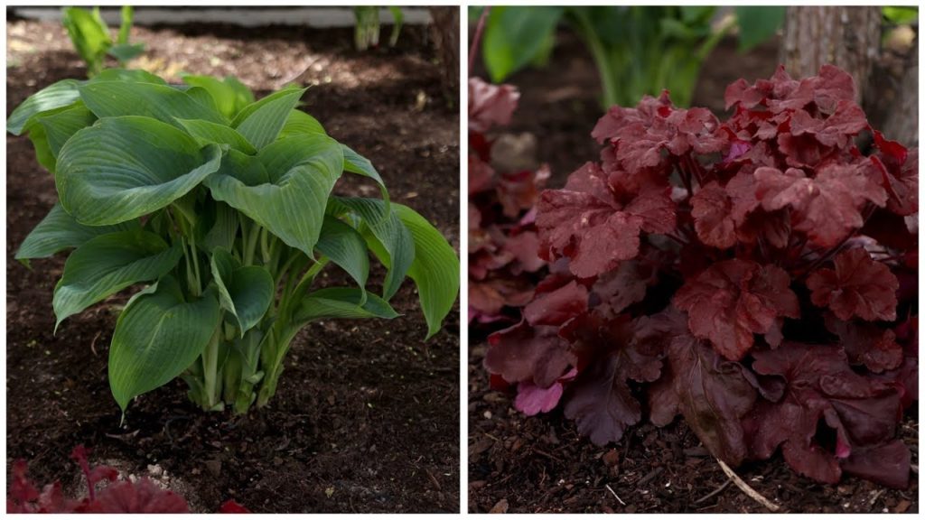 Garden Answer: Planting a Few Shade-Loving Plants! 🌿🌥👌// Garden Answer Planting a Few Shade-Loving Plants! 🌿🌥👌// Garden Answer