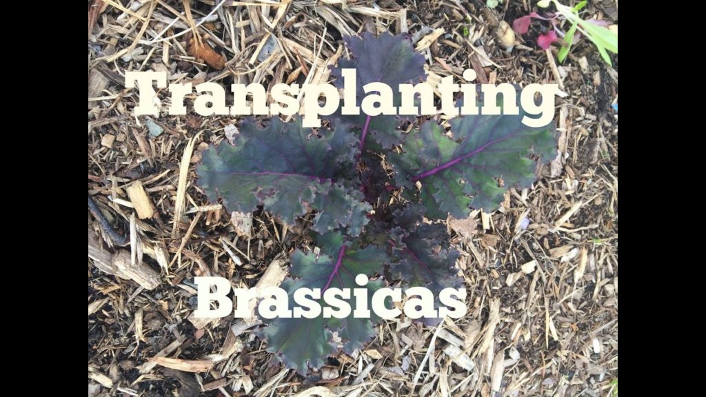 Transplanting Brassicas