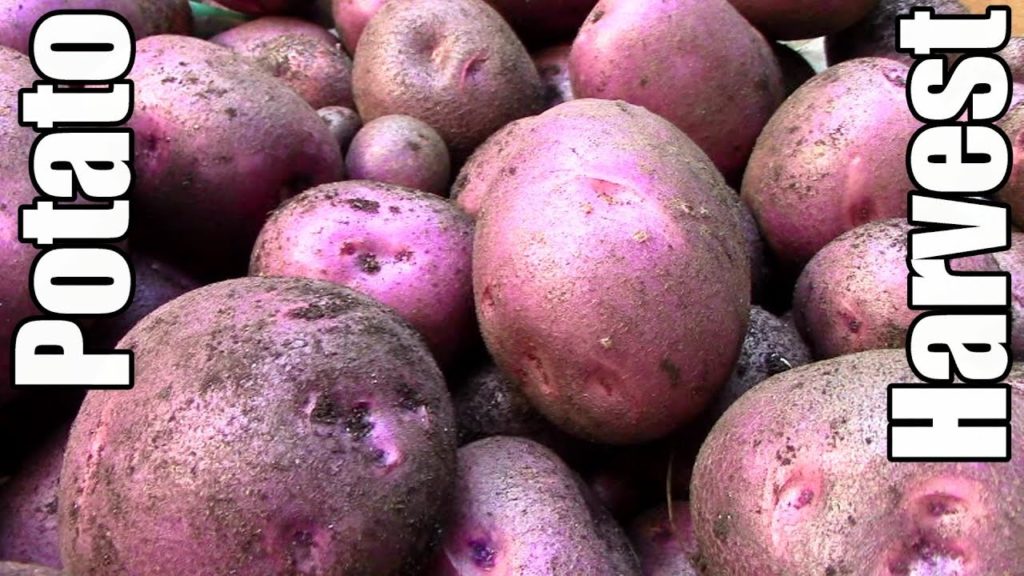 Potato Harvest & Succession Planting Malabar Spinach & Brussels Sprouts