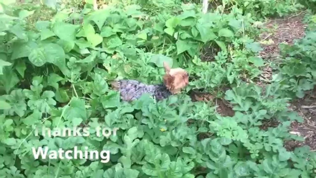 Beyond Organic/Natural Gardening