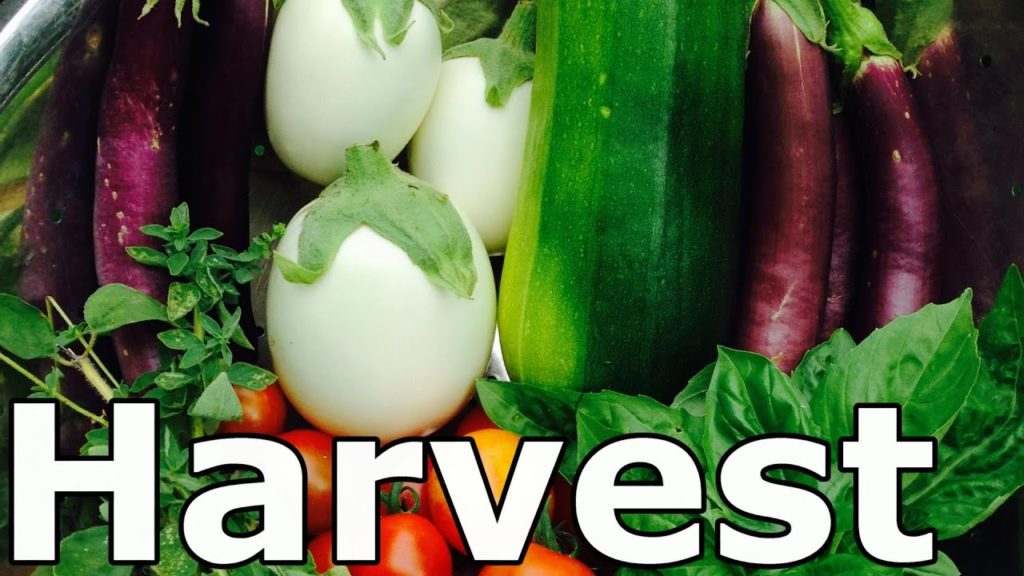 One Yard Revolution: What We're Harvesting from the OYR Garden in Early August (Zone 5) What We're Harvesting from the OYR Garden in Early August (Zone 5)