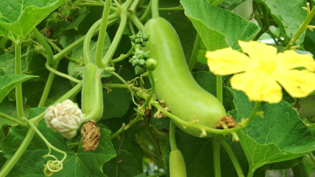 Growing Gourds Part 4 of 5 - Bottle Gourds (Long Melon or Opo squash)