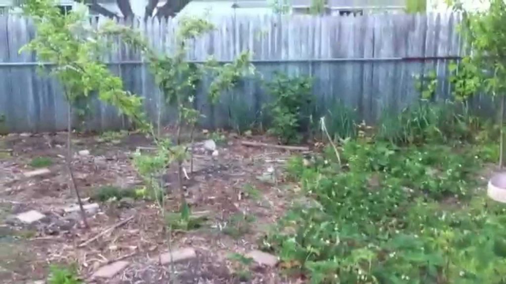 Early Food Forest Update