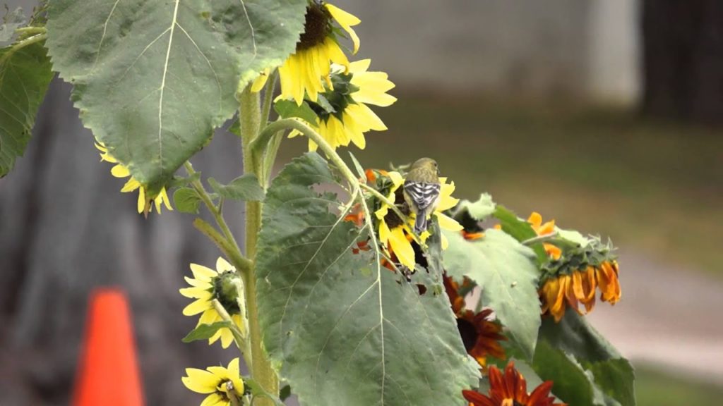 Goldfinch Pair Eating My Sunflower Leaves
