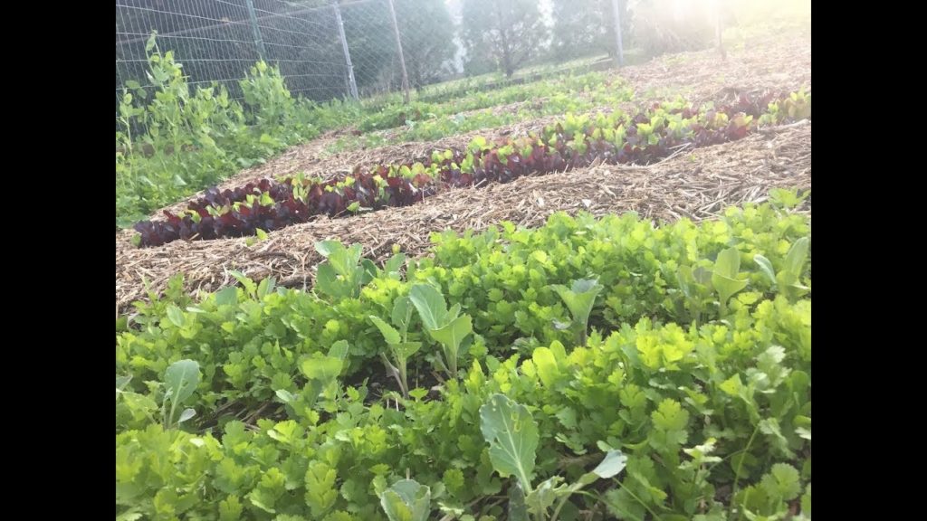James Prigioni: HOW TO START A GARDEN HOW TO START A GARDEN