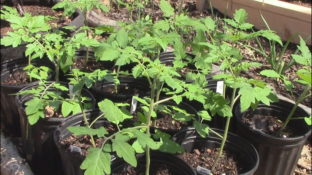 Hardening Off Tomatoes in Cold Frames