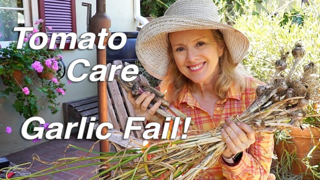 Garden Workday | Growing Tomato Plants with Limited Sun, Garlic Fail | Vlog