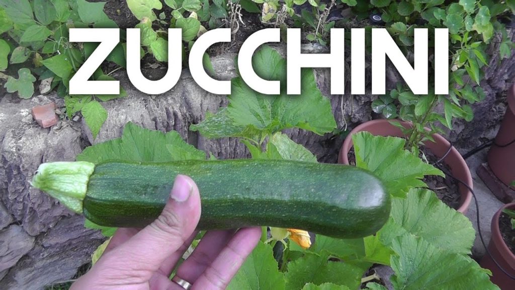 How to harvest Zucchini
