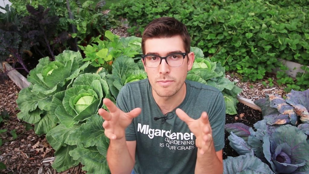 MIgardener: Why Hot Pepper Spray Doesn’t Make A Good Insecticide Why Hot Pepper Spray Doesn’t Make A Good Insecticide