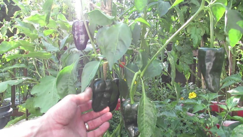 A Late July Container Update: 8 Varieties of Tomatoes & 5 Types of Peppers - The Rusted Garden 2013