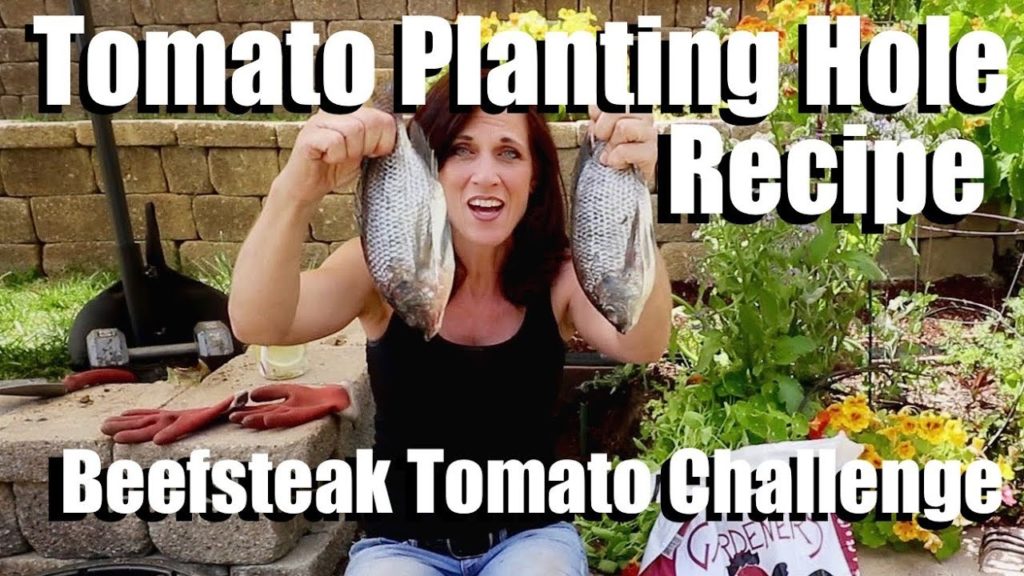 CaliKim: Growing Large Tomatoes: Tomato Planting Hole Recipe, Sub Irrigation // Beefsteak Tomato Challenge #2 Growing Large Tomatoes: Tomato Planting Hole Recipe, Sub Irrigation // Beefsteak Tomato Challenge #2