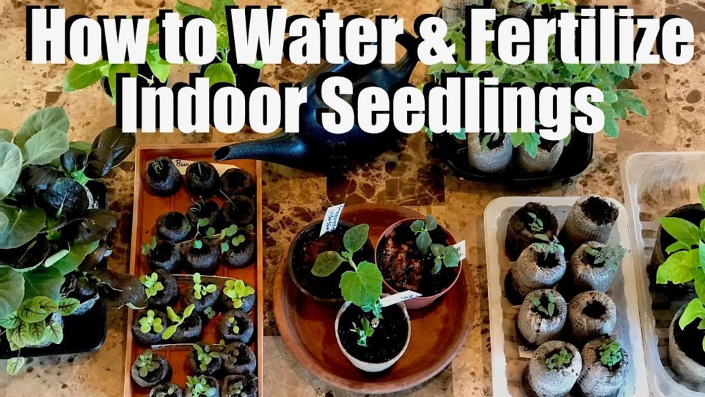 How & When to Water & Fertilize Indoor Seedlings & DIY Fungus Gnat Traps / Spring Garden Series #2