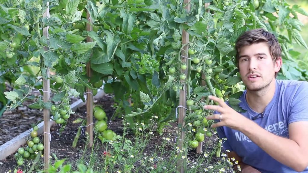 MIgardener: Complete July Garden Tour Complete July Garden Tour