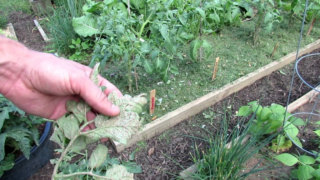 Gary Pilarchik: TRG 2012: Using Grass Clippings as a Tomato Soil Splash Barrier: Prevent Leaf Spot/Spores TRG 2012: Using Grass Clippings as a Tomato Soil Splash Barrier: Prevent Leaf Spot/Spores