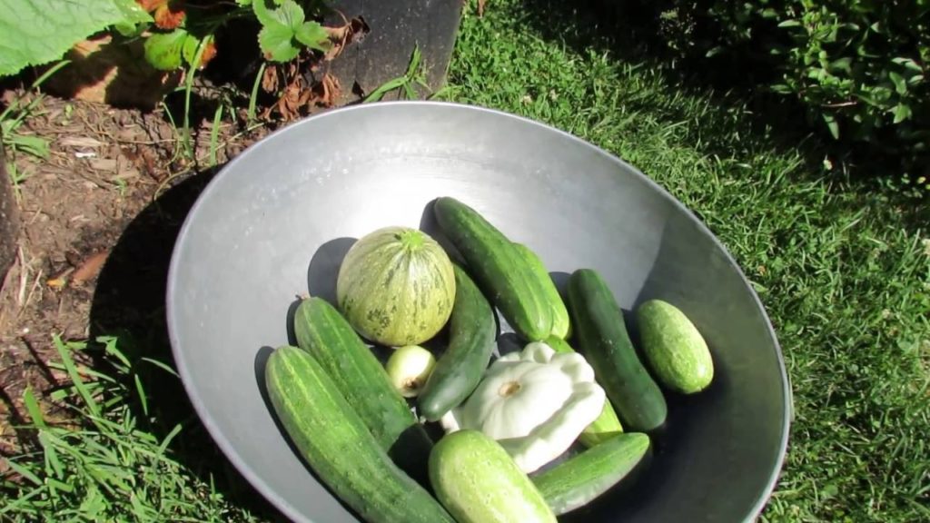 Gary Pilarchik: Cucumbers, Squash, Zucchini: Time for a Mid-Season Water Soluble Feeding – My 2016 Rountine Cucumbers, Squash, Zucchini: Time for a Mid-Season Water Soluble Feeding - My 2016 Rountine